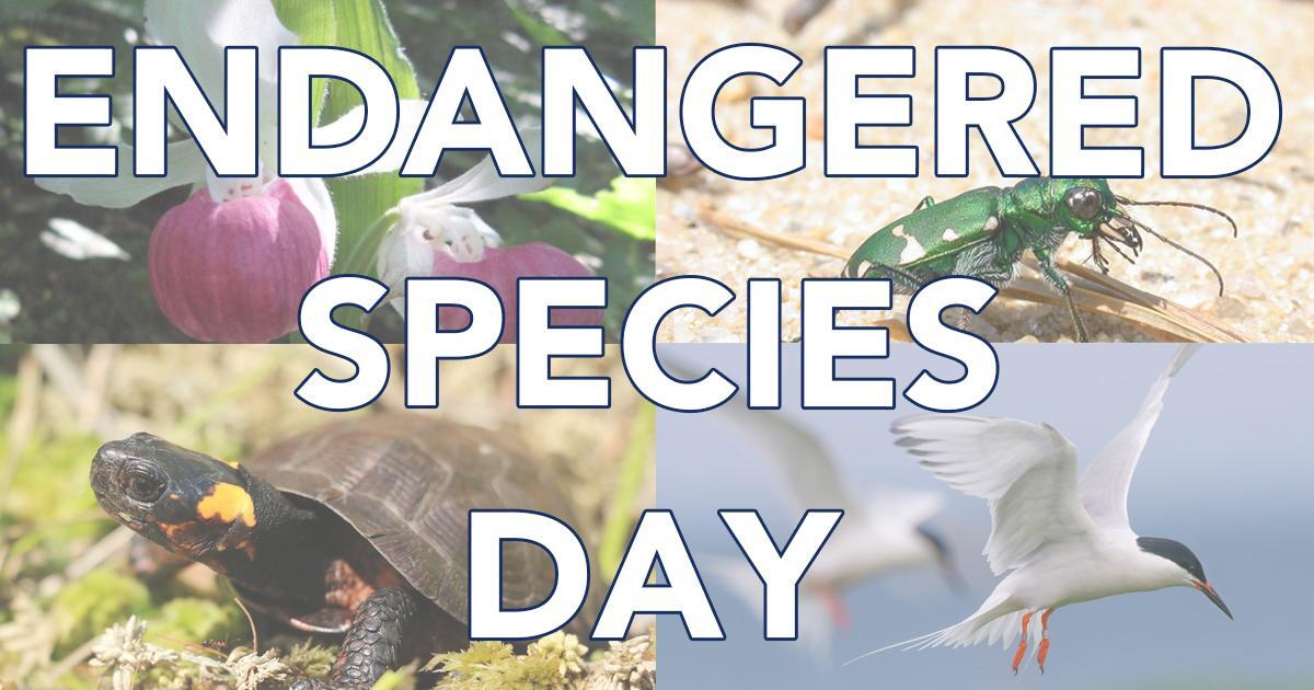 Celebrate Endangered Species Day Mass.gov